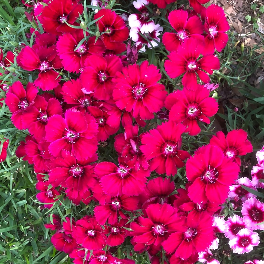 Meet your Posher, Linda